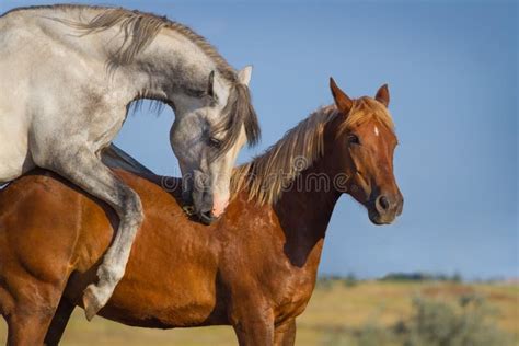 cavalli che scopano|23.537 Accoppiamento Animale Stock Photos, High.